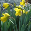 Narcissus trompette 'Golden Harvest' PB 6